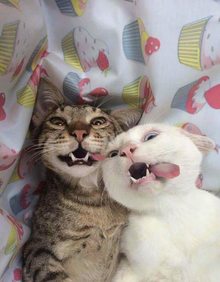 two cats