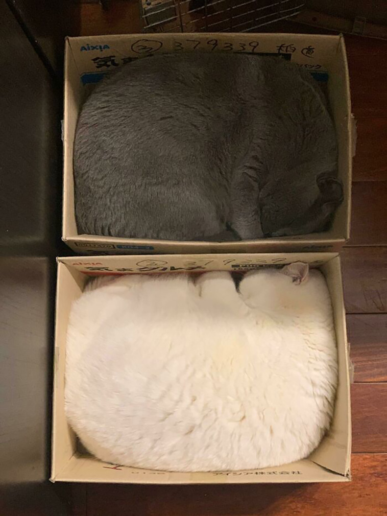 two cats