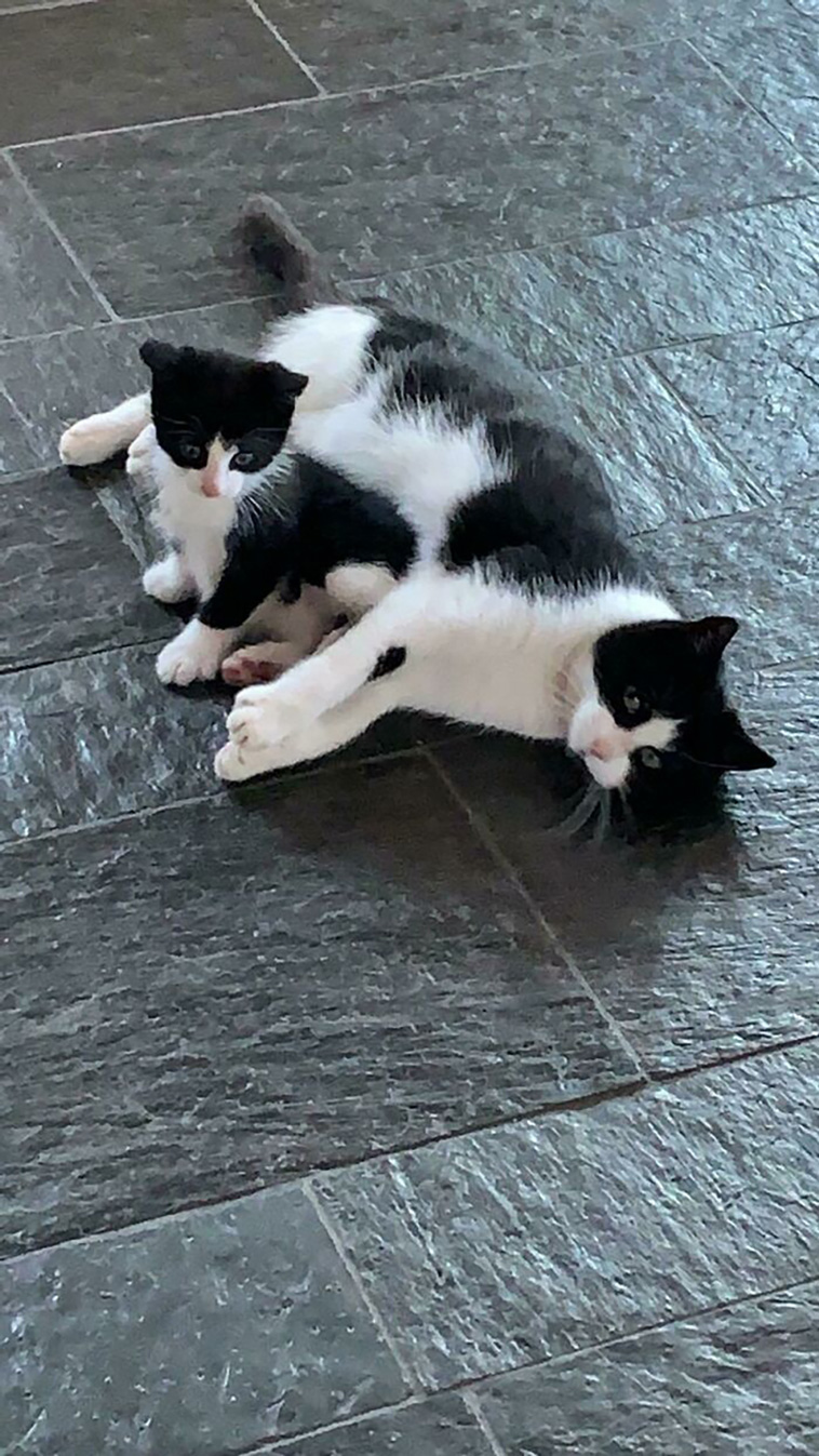 two cats