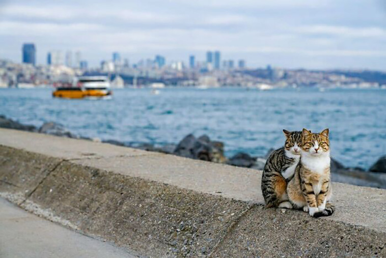 two cats