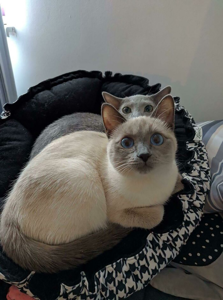 two cats