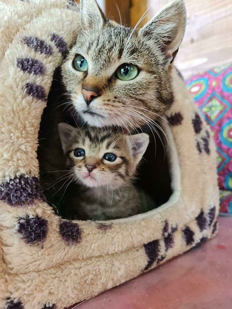 two cats