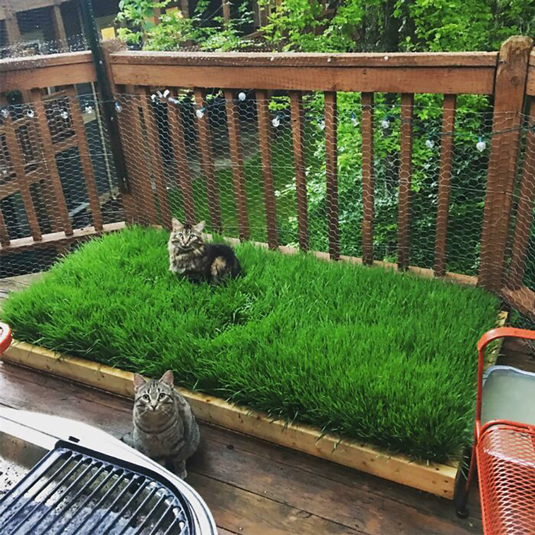 two cats
