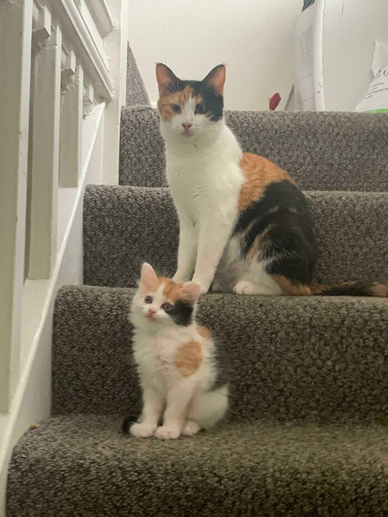 two cats