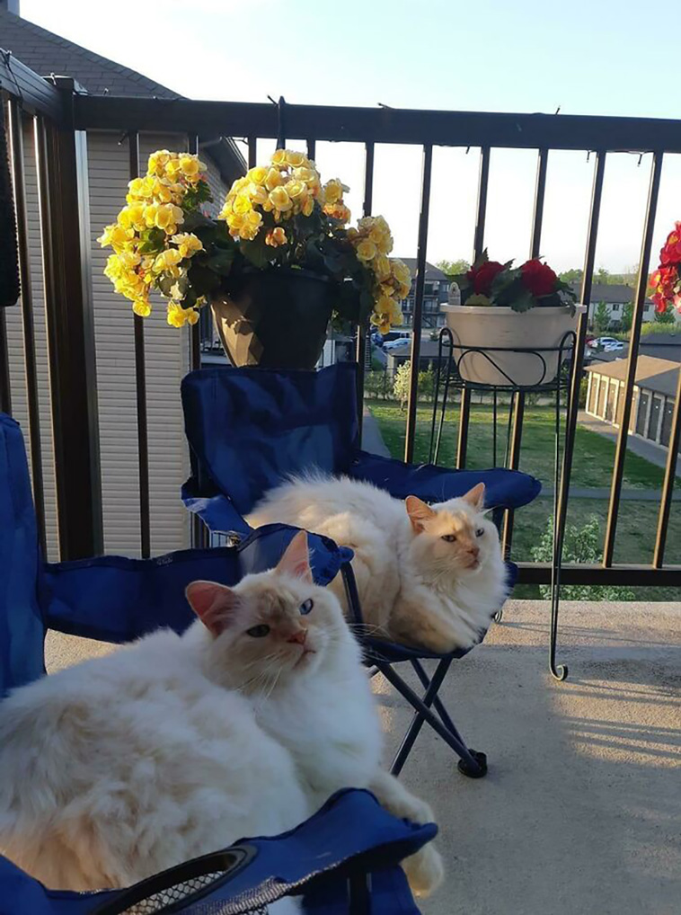 two cats