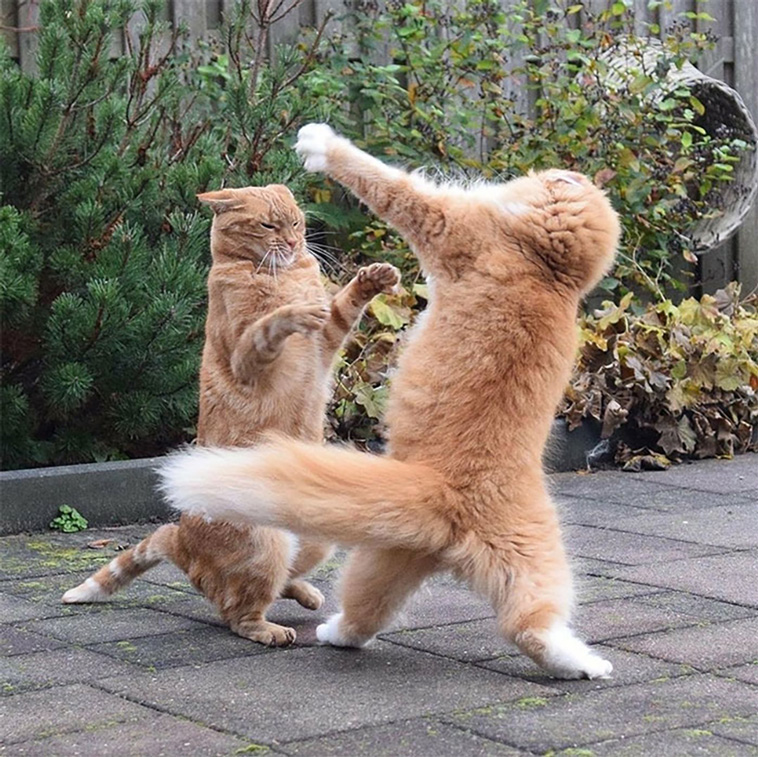 two cats
