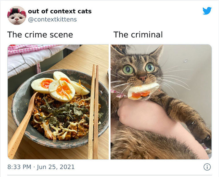 hilarious cats