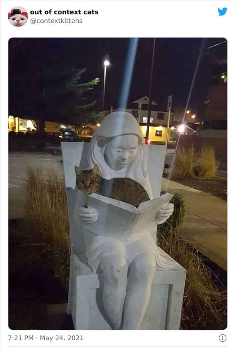 hilarious cats