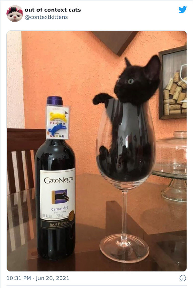 hilarious cats