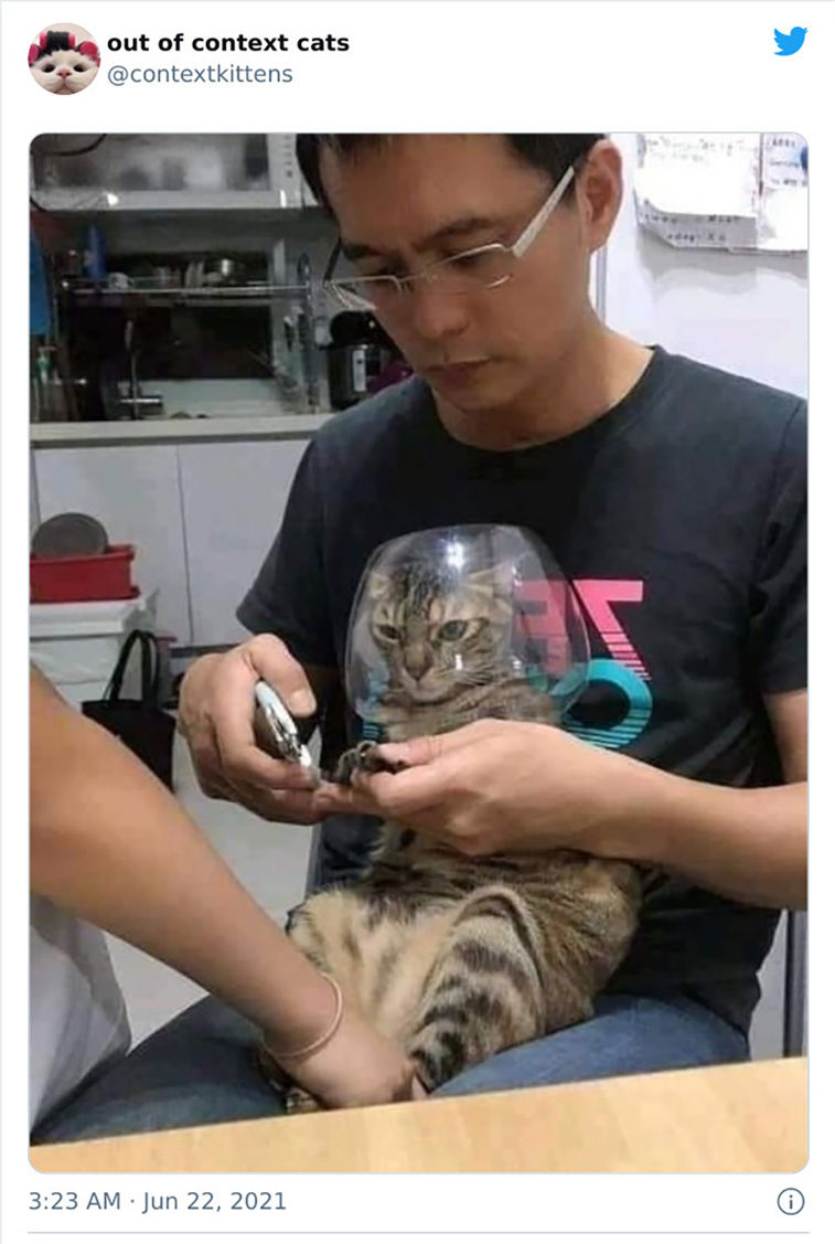 hilarious cats
