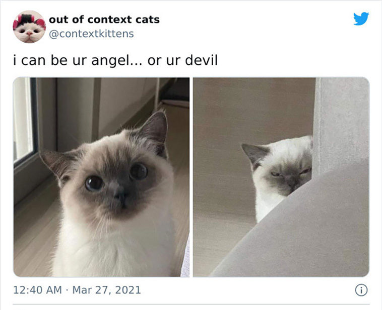 hilarious cats