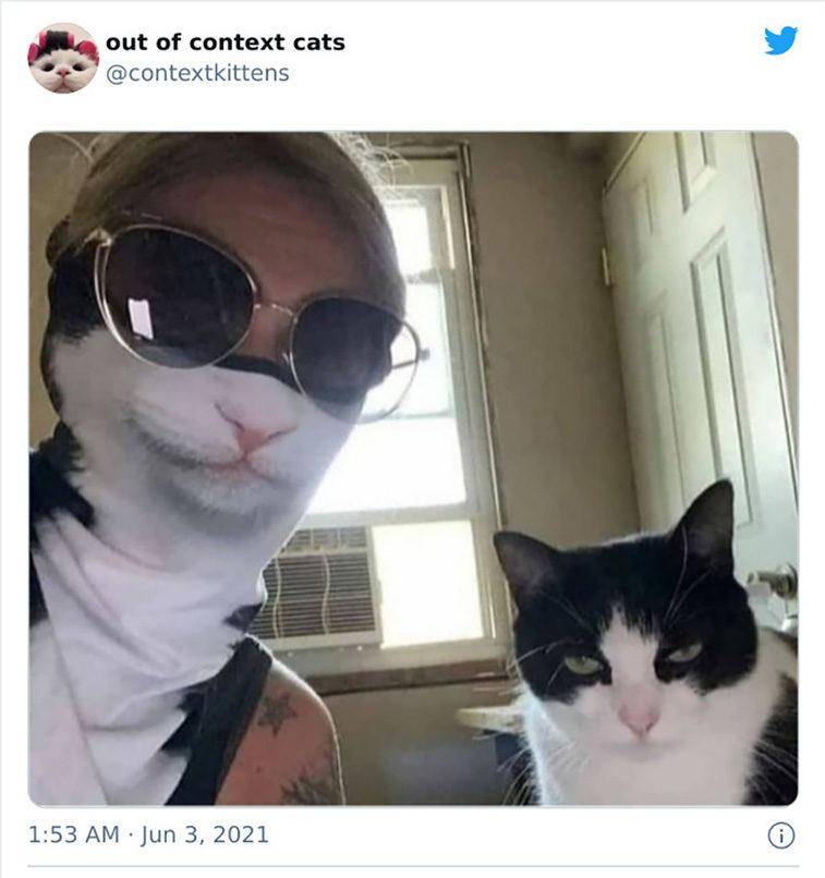 hilarious cats