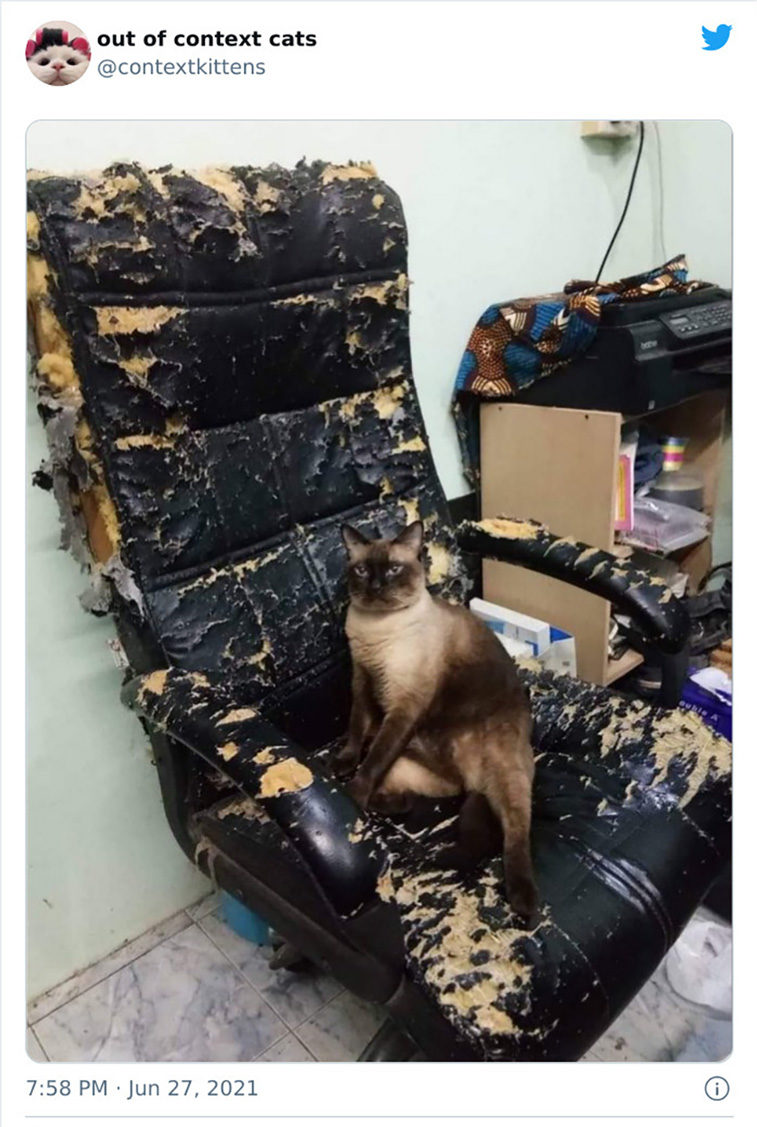 hilarious cats