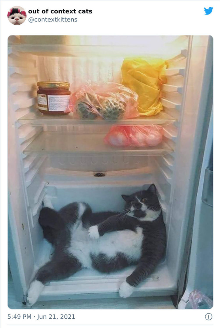 hilarious cats