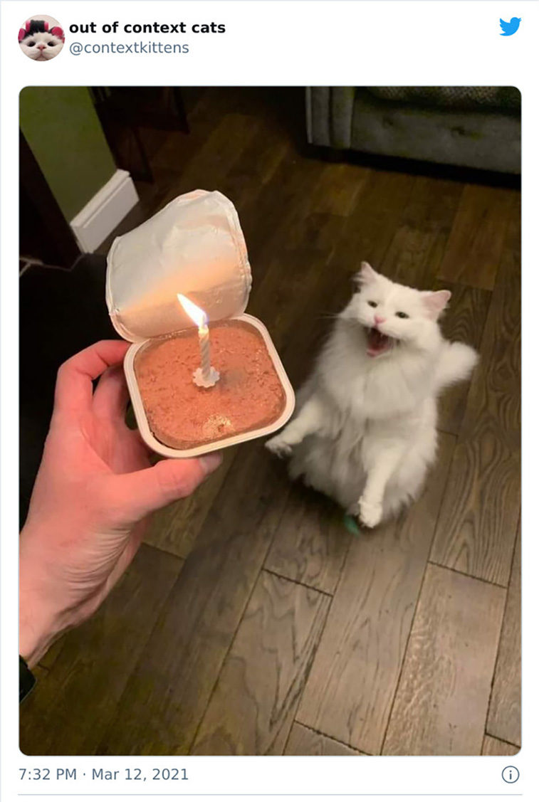 hilarious cats