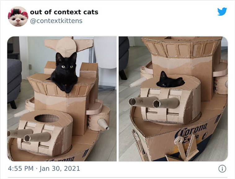 hilarious cats