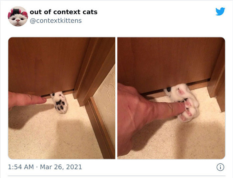 hilarious cats