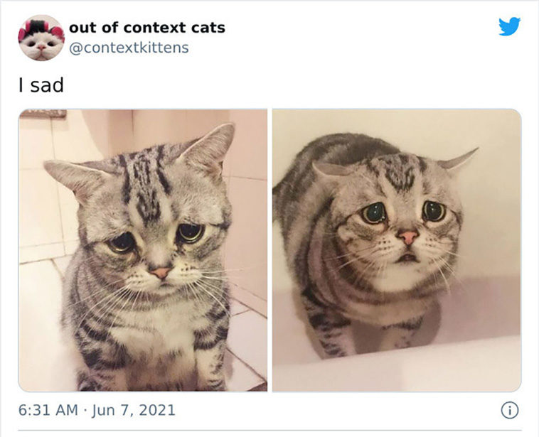hilarious cats