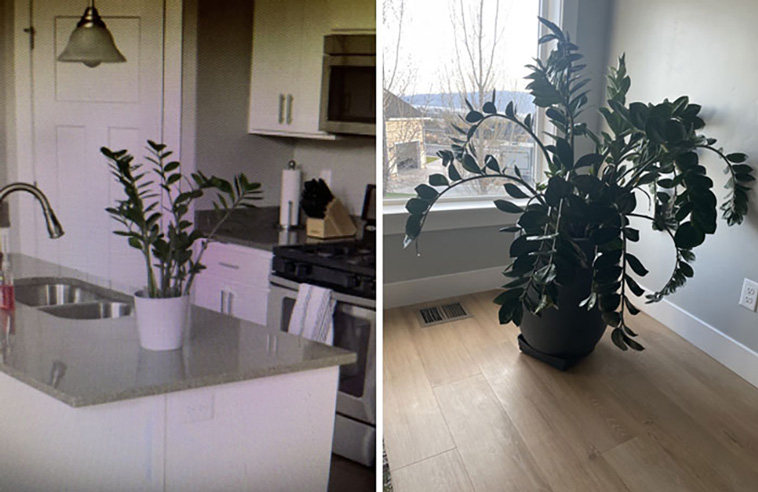 comparison images