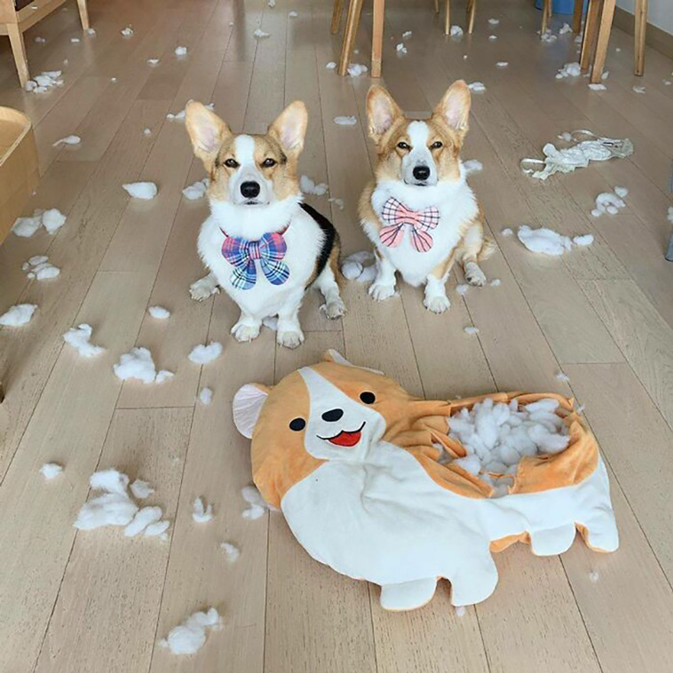 hilarious dog posts