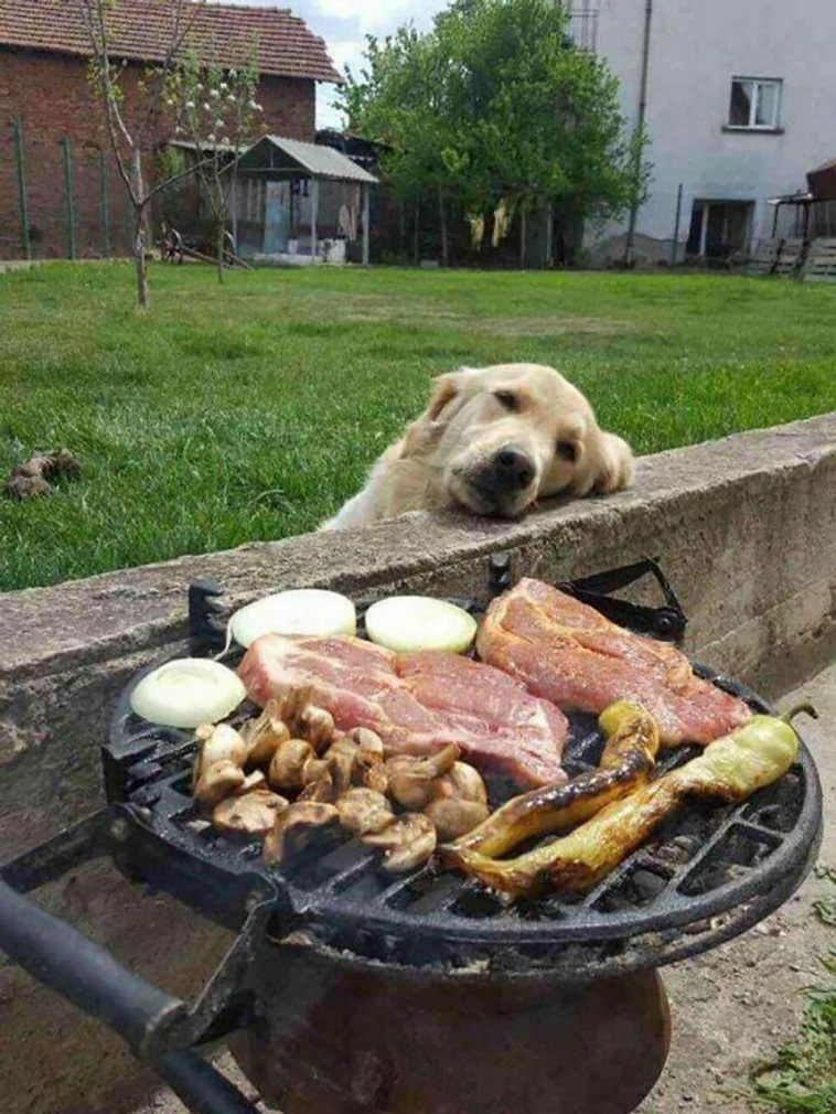 hilarious dog posts