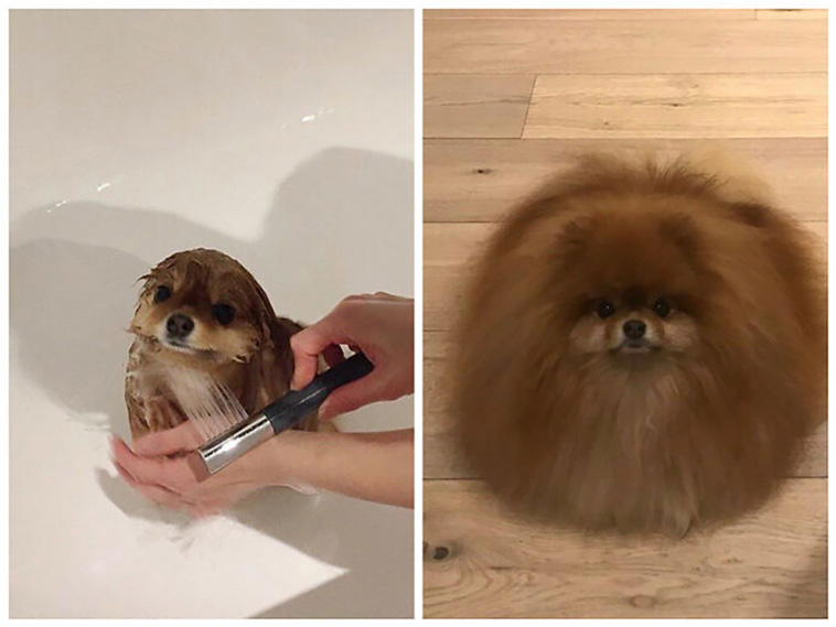 hilarious dog posts