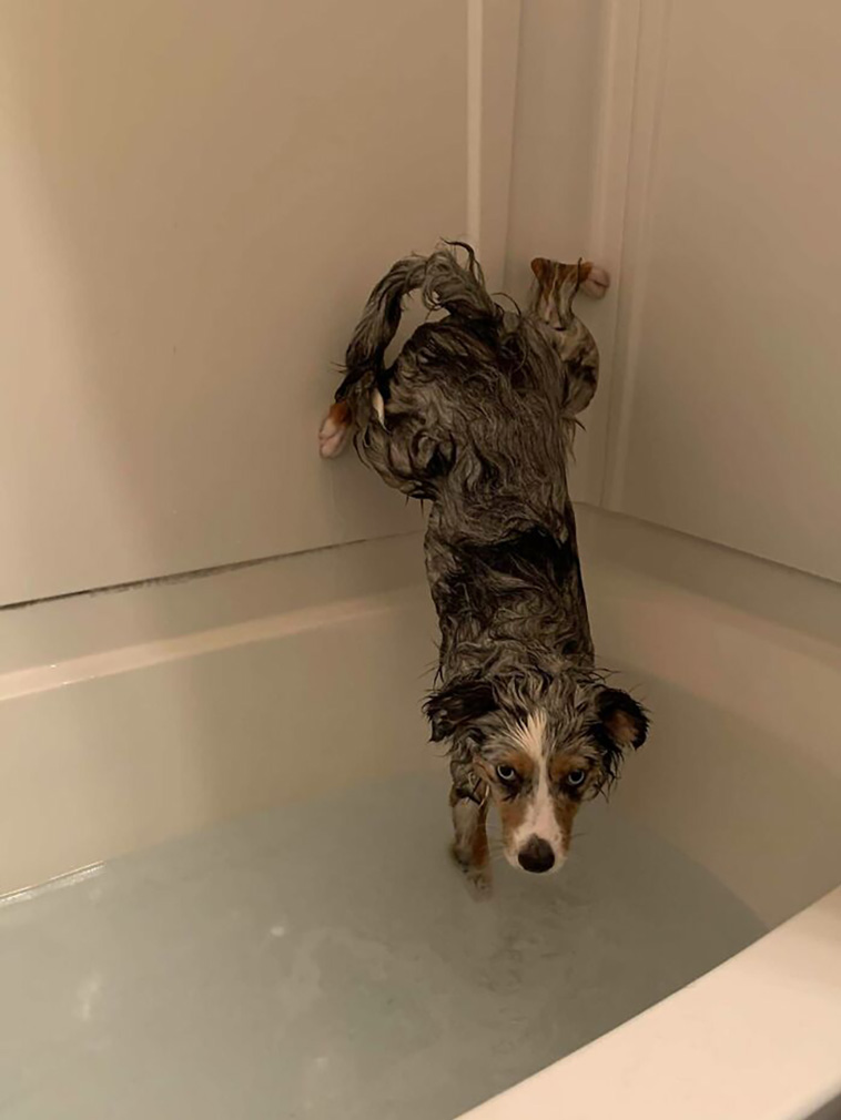 hilarious dog posts