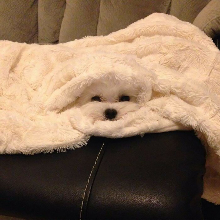 hilarious dog posts