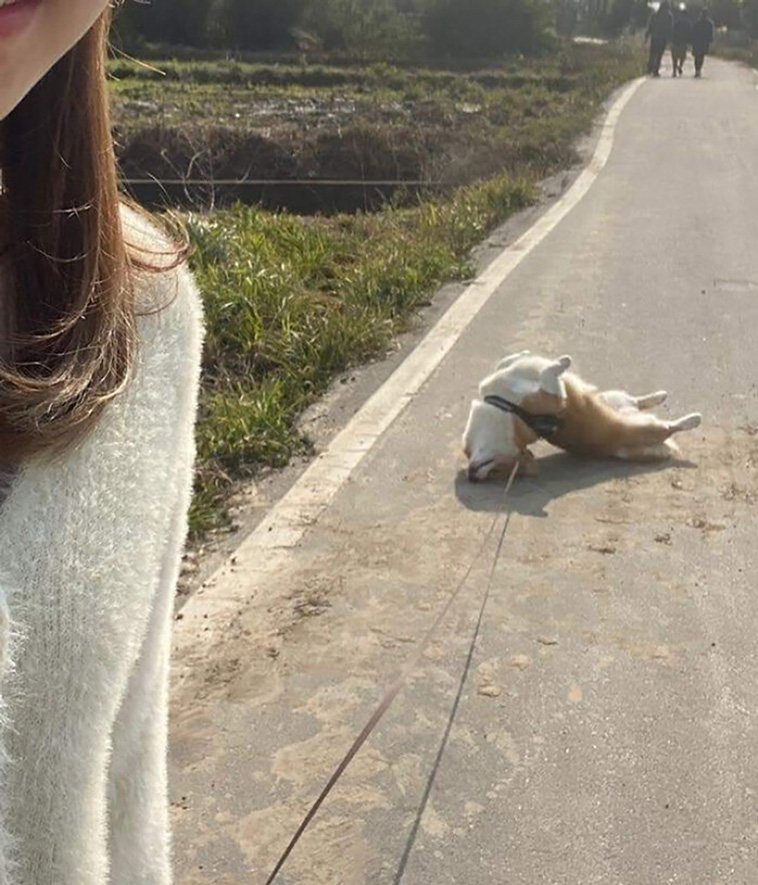 hilarious dog posts