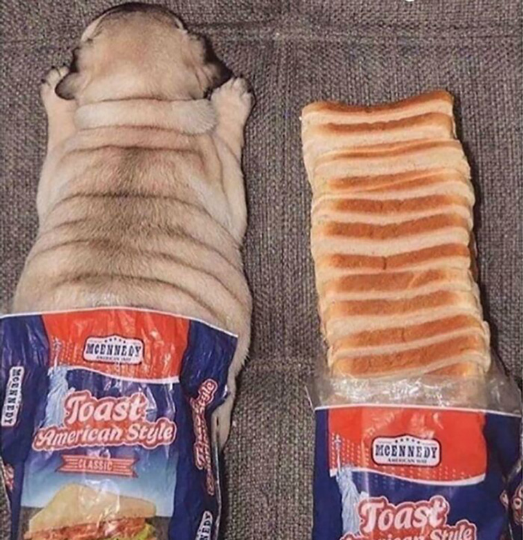 hilarious dog posts