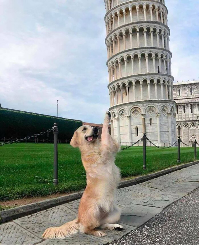 hilarious dog posts