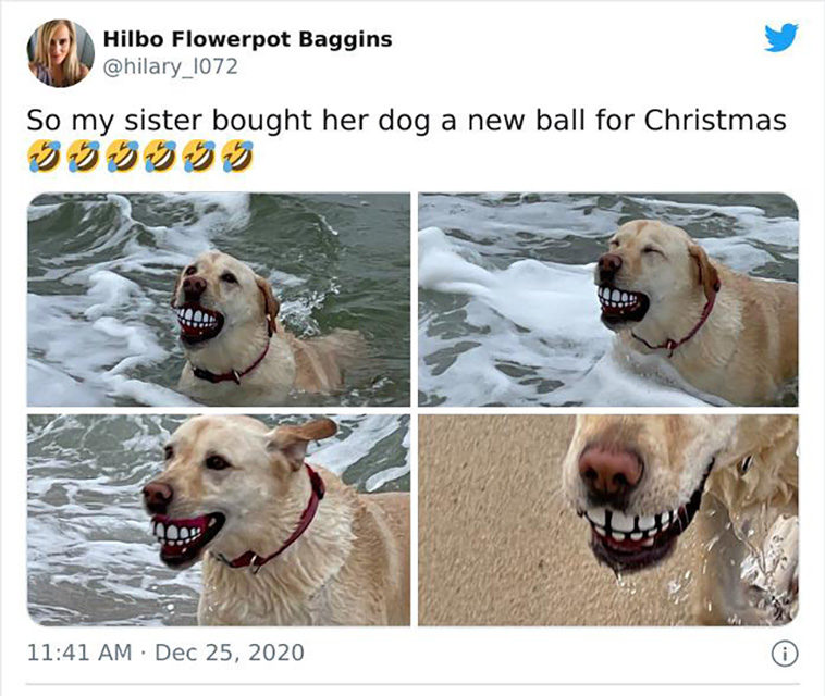 hilarious dog posts