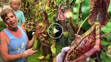 plant-eats-mice-mouse-video