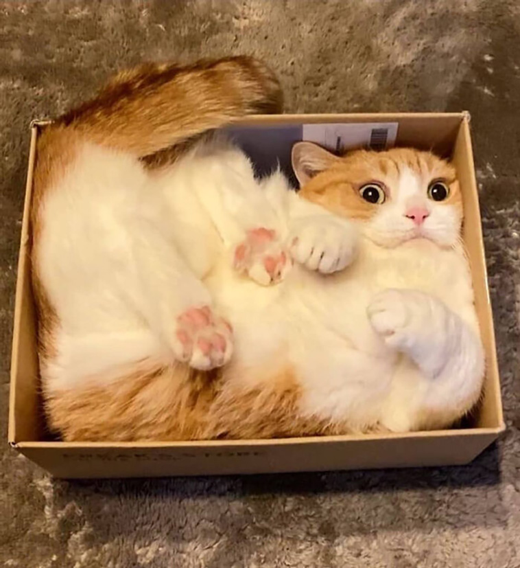 silly cats