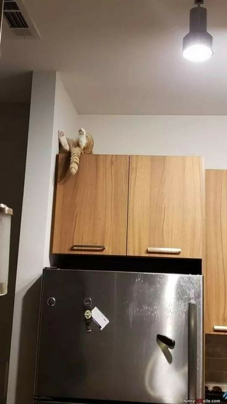 silly cats