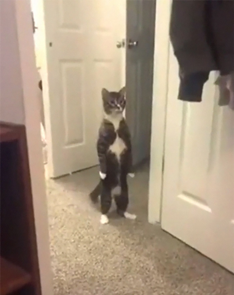 silly cats