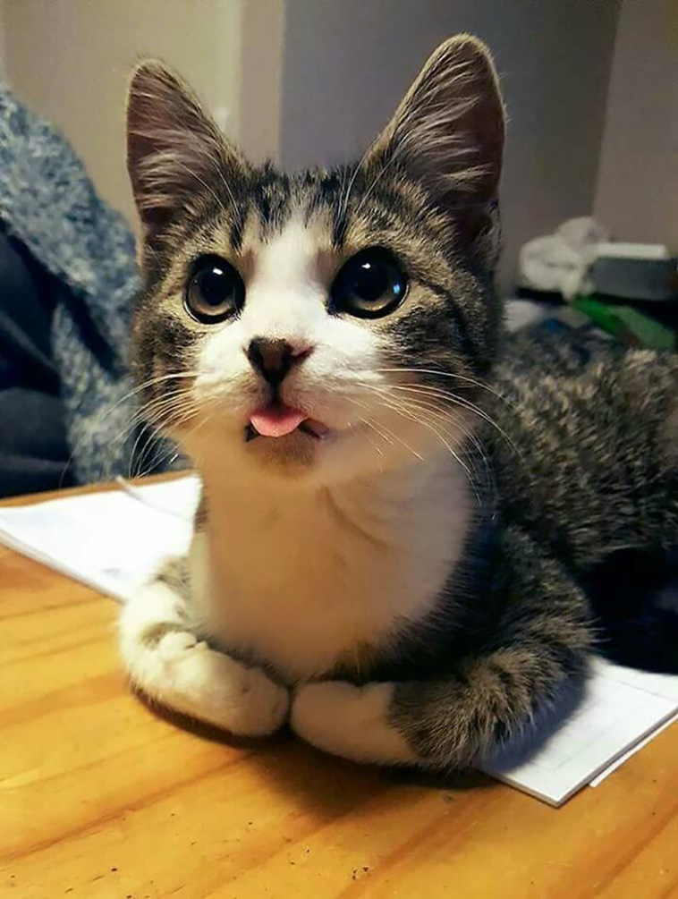 silly cats