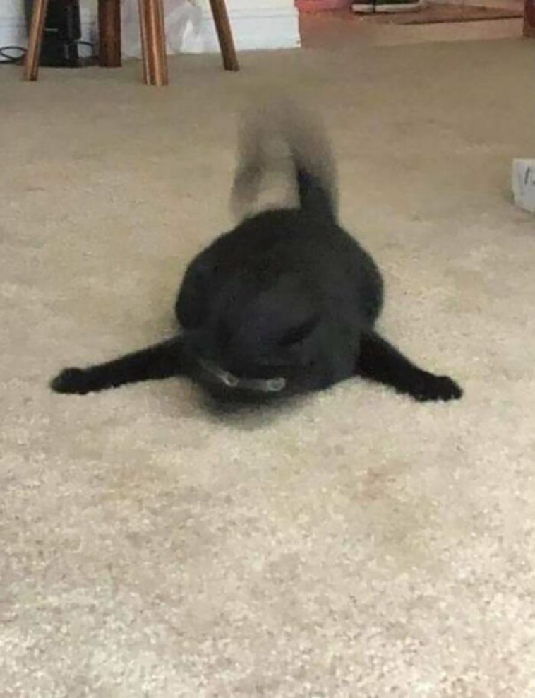 silly cats