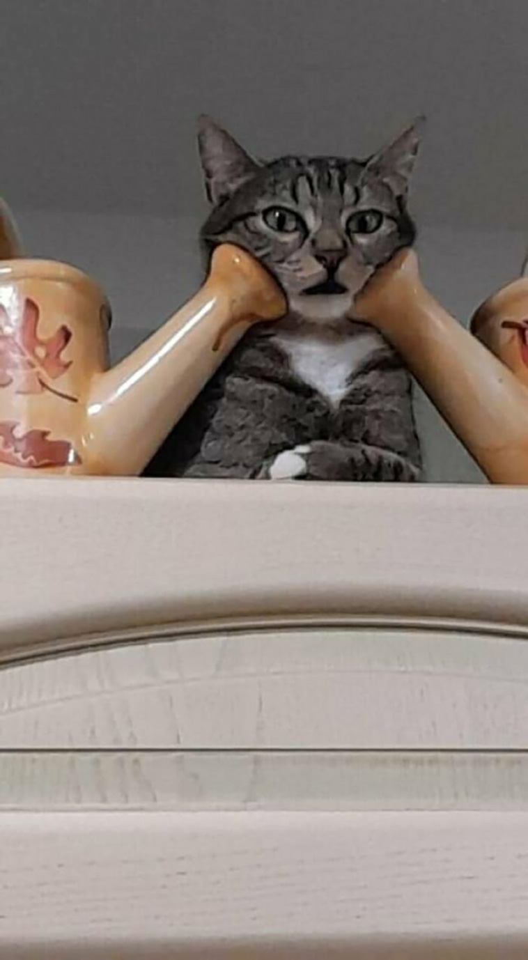 silly cats
