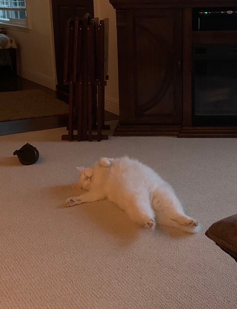 silly cats