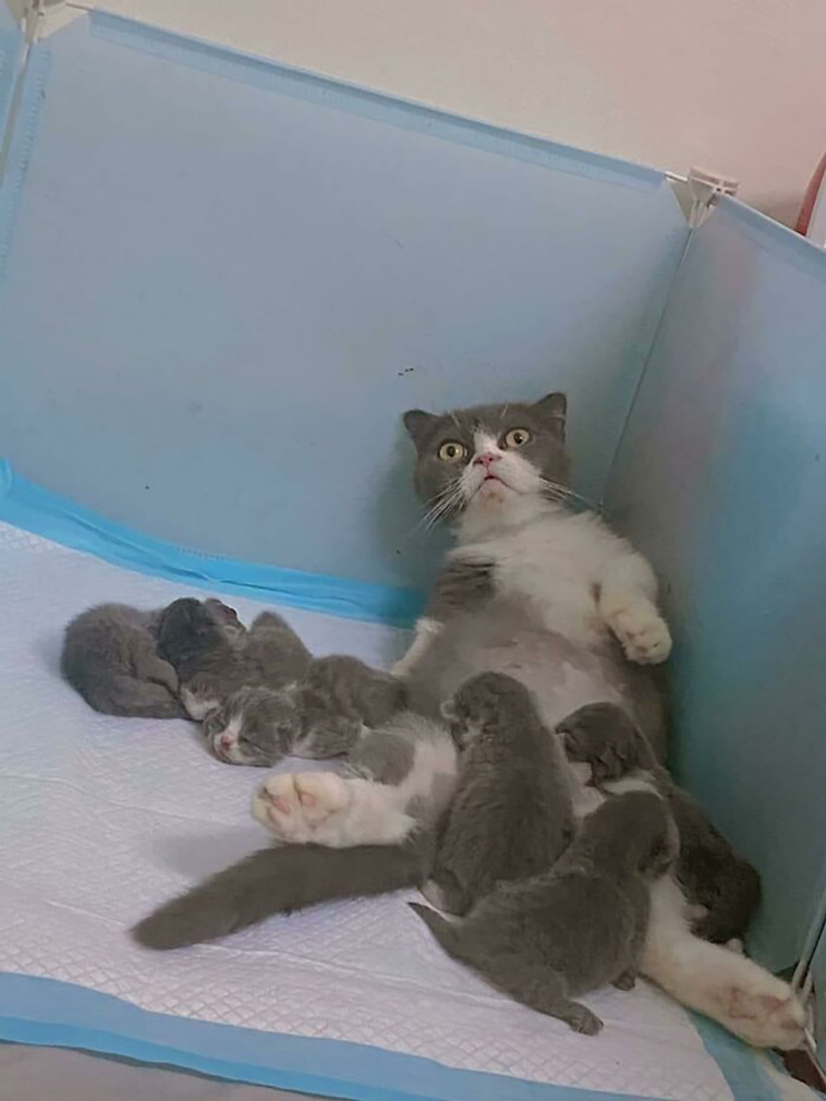 silly cats