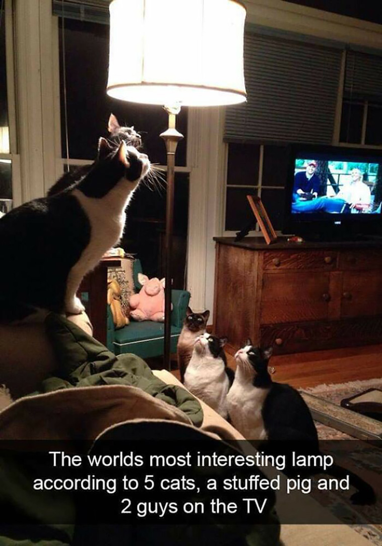 silly cats