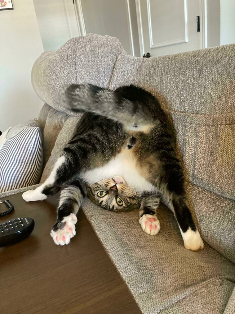 silly cats