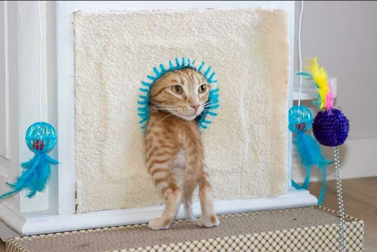 silly cats