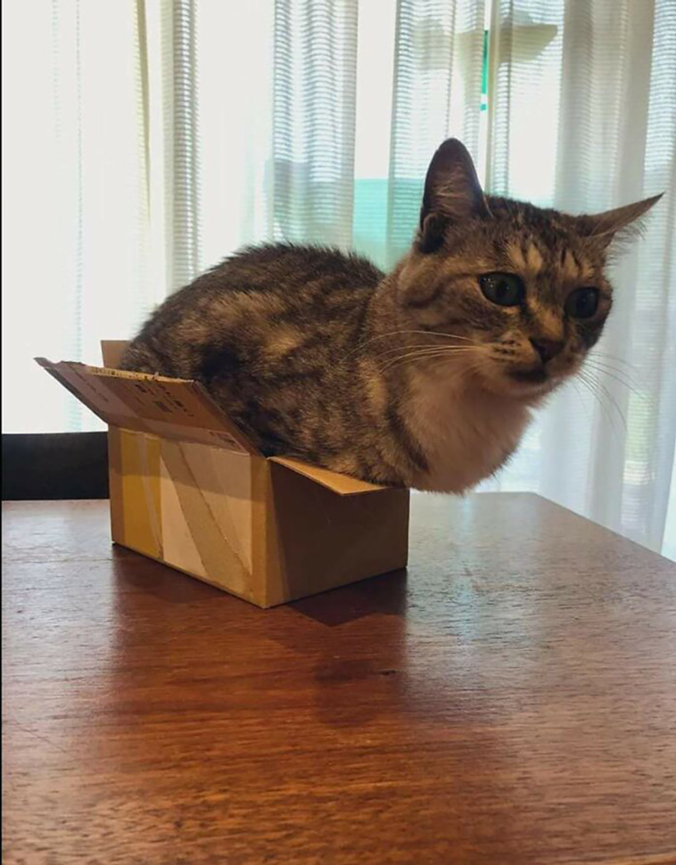 silly cats