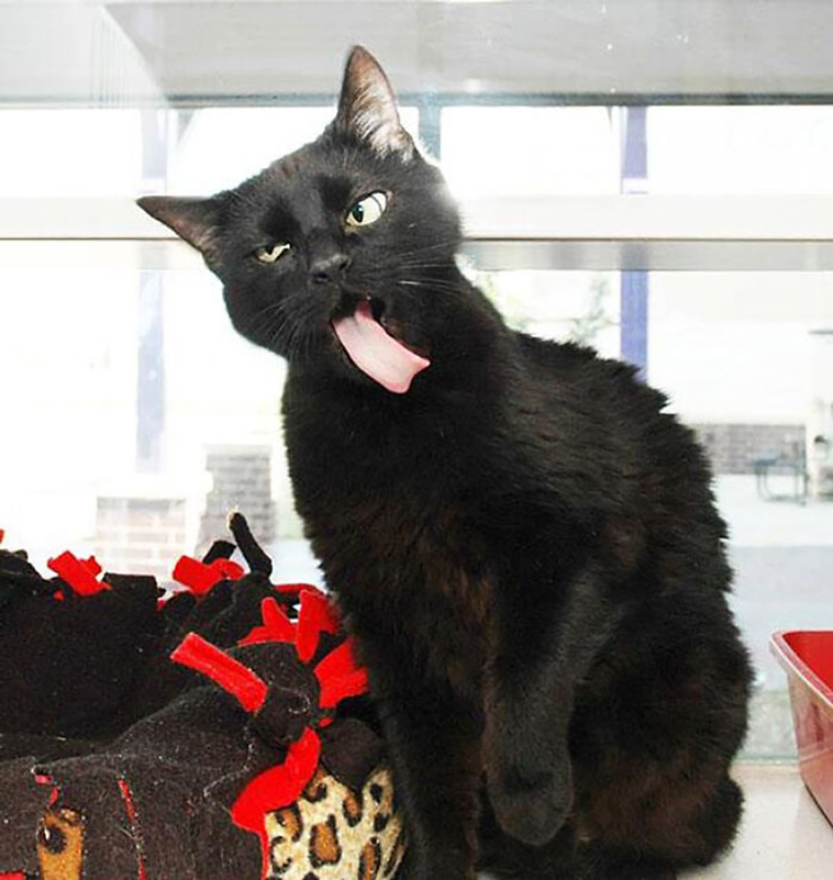 silly cats
