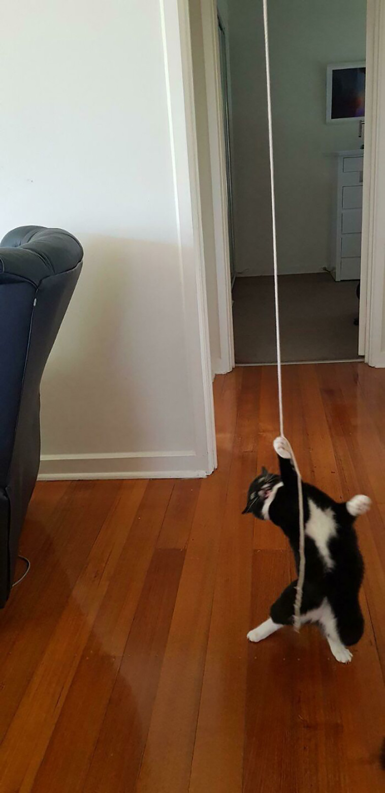 silly cats