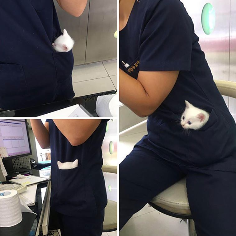 cute animals