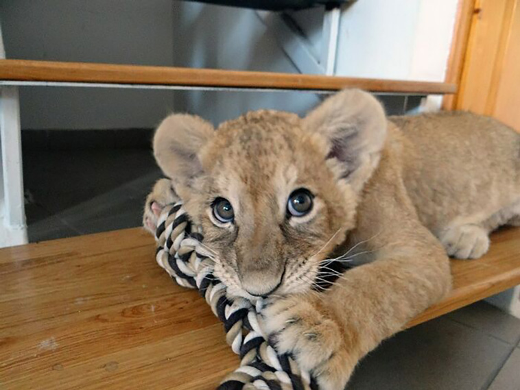 cute animals