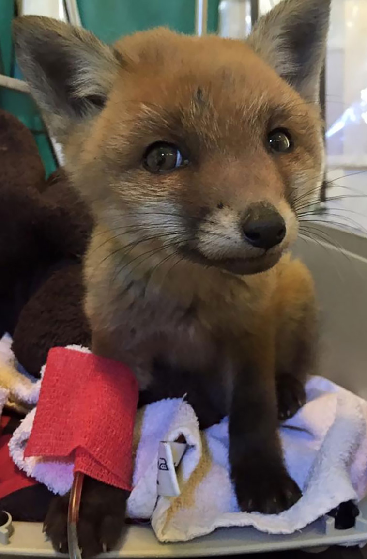cute animals